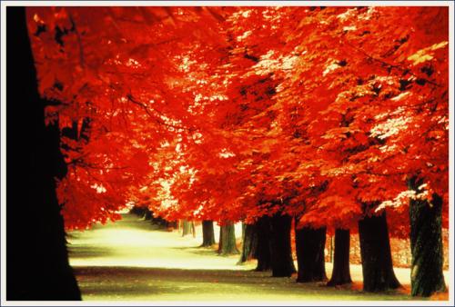 Rote Allee